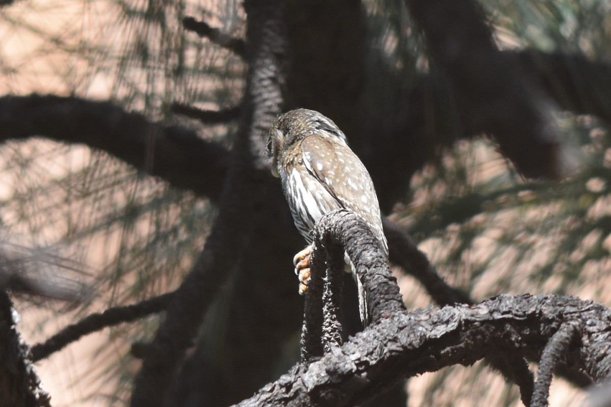 Northern Pygmy-Owl (Mountain) - ML301086611