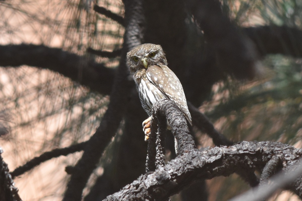 Northern Pygmy-Owl (Mountain) - ML301086621