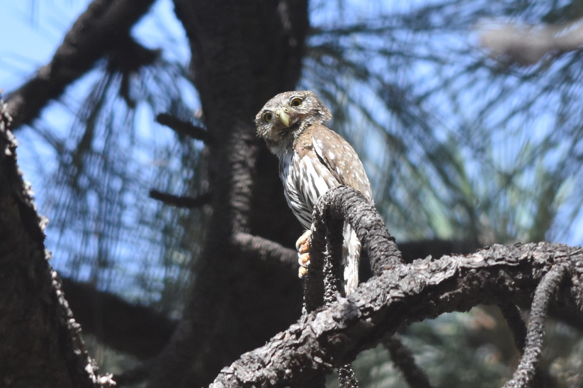 Northern Pygmy-Owl (Mountain) - ML301086641