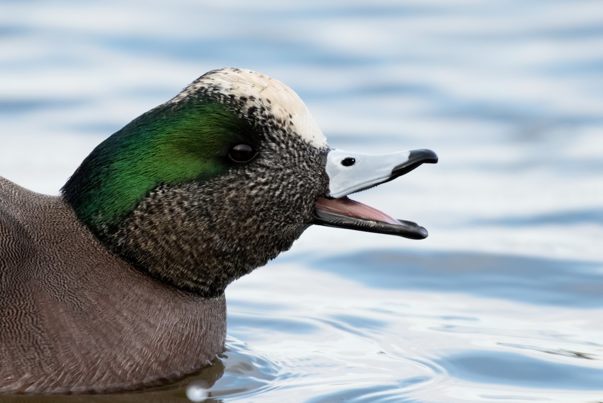 American Wigeon - Matthew Addicks