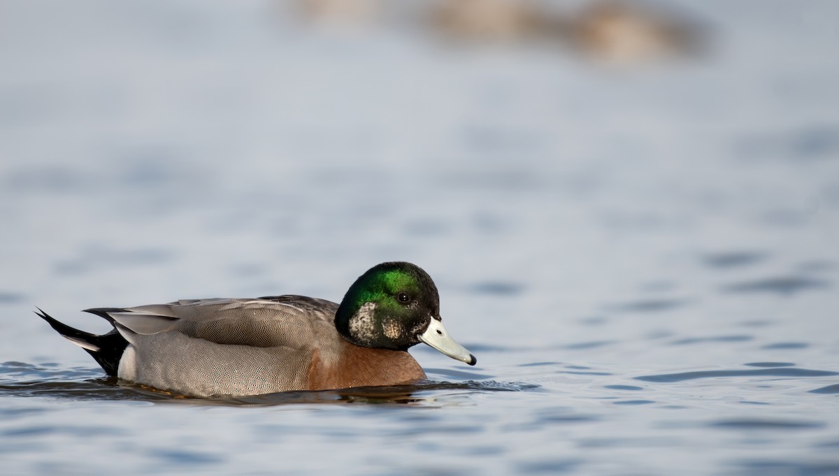American Wigeon x Mallard (hybrid) - Matthew Addicks