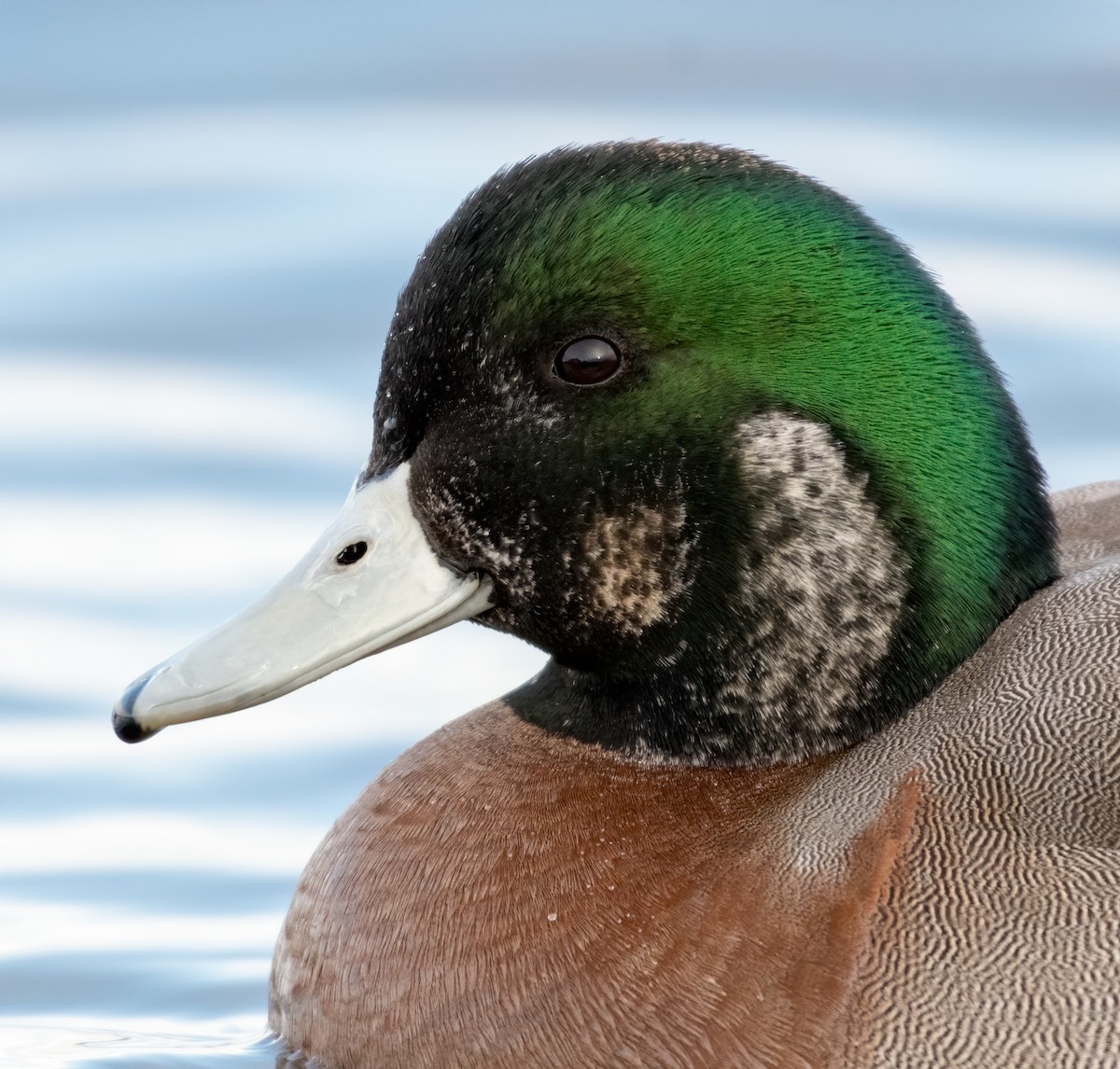 American Wigeon x Mallard (hybrid) - Matthew Addicks