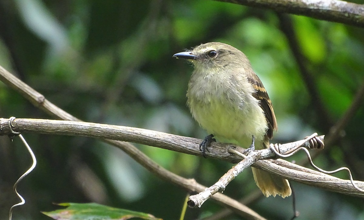 Fuscous Flycatcher - ML301087921