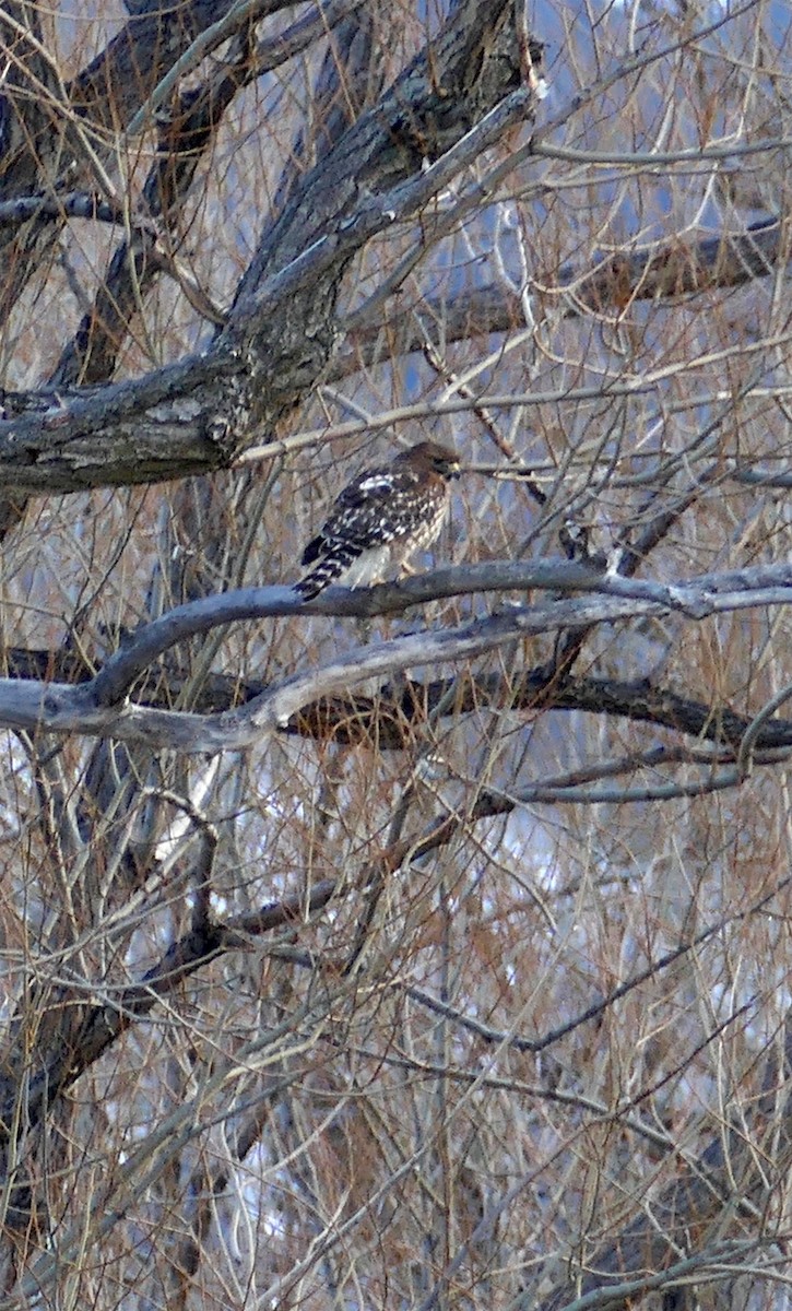 Red-shouldered Hawk (elegans) - ML301089371