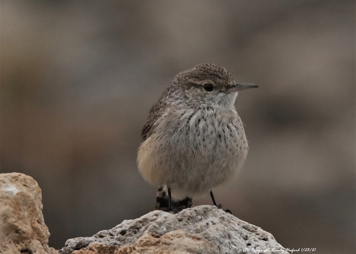 Rock Wren - ML301089411