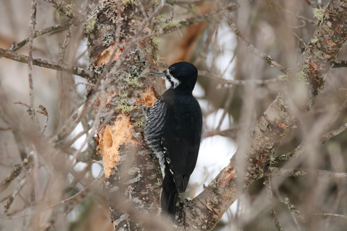 Black-backed Woodpecker - Jack Kew