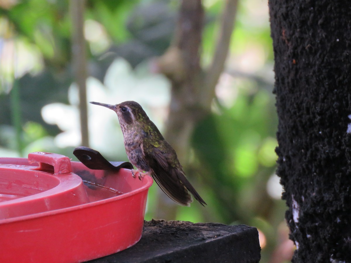 Speckled Hummingbird - ML301091181