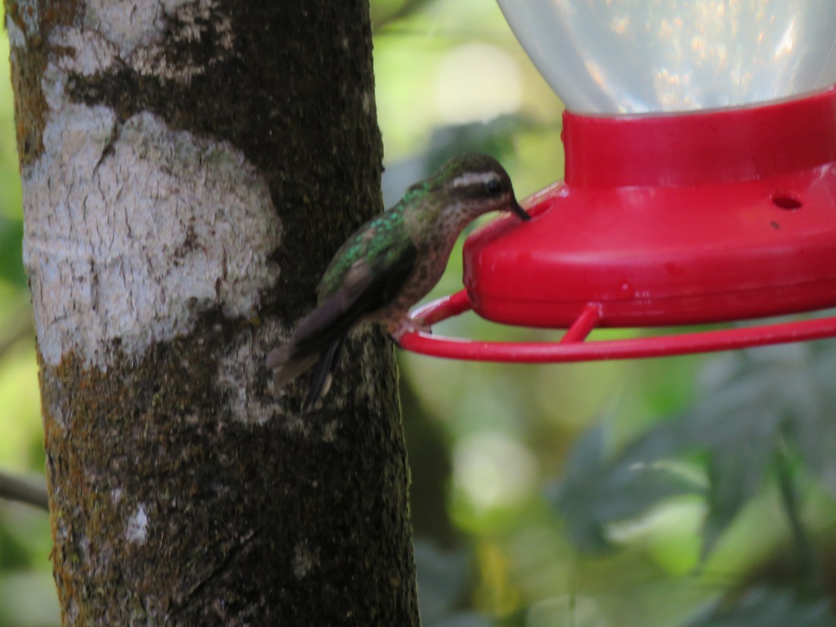 Speckled Hummingbird - ML301091191