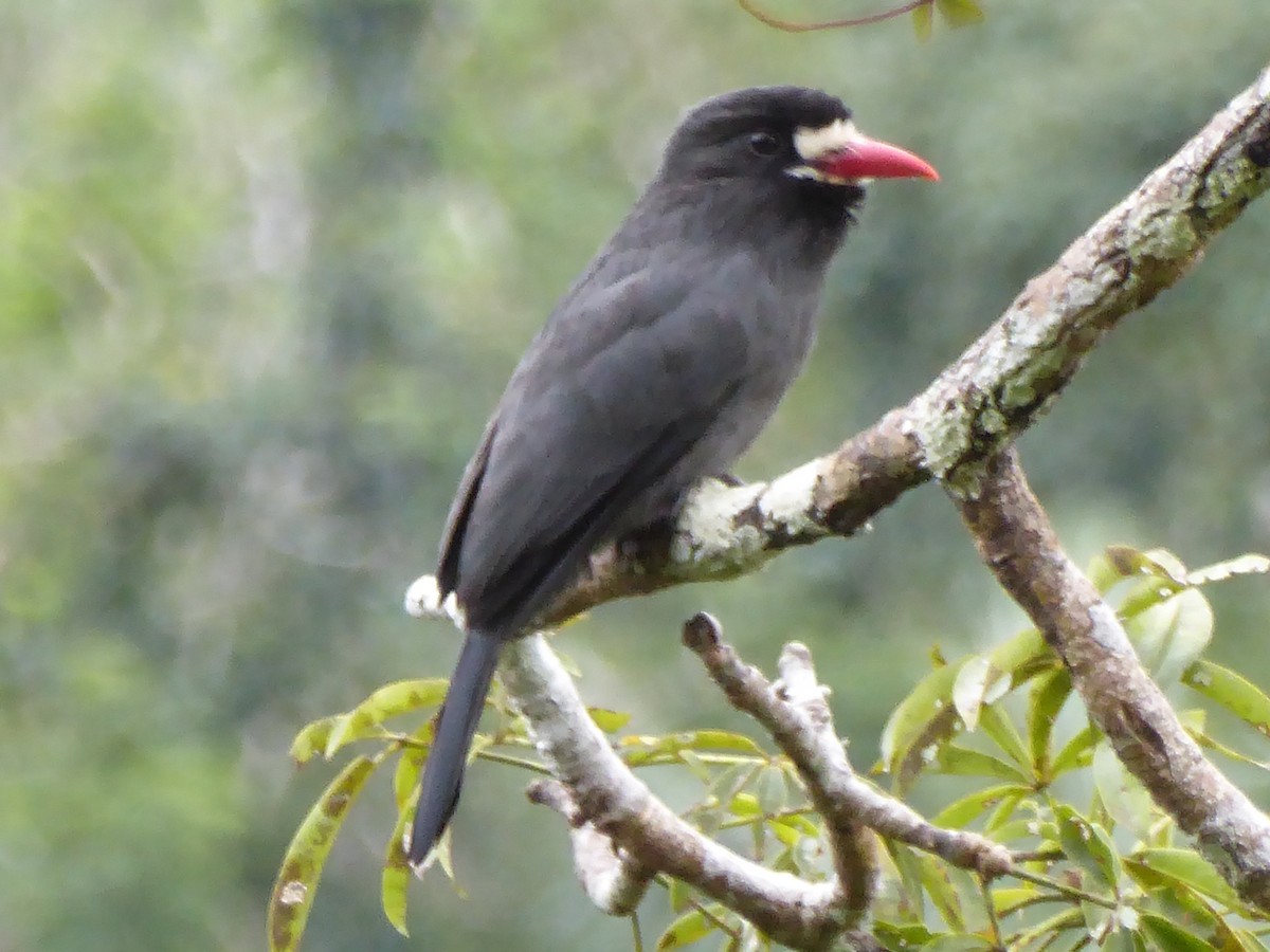 Weißstirn-Faulvogel - ML301091241