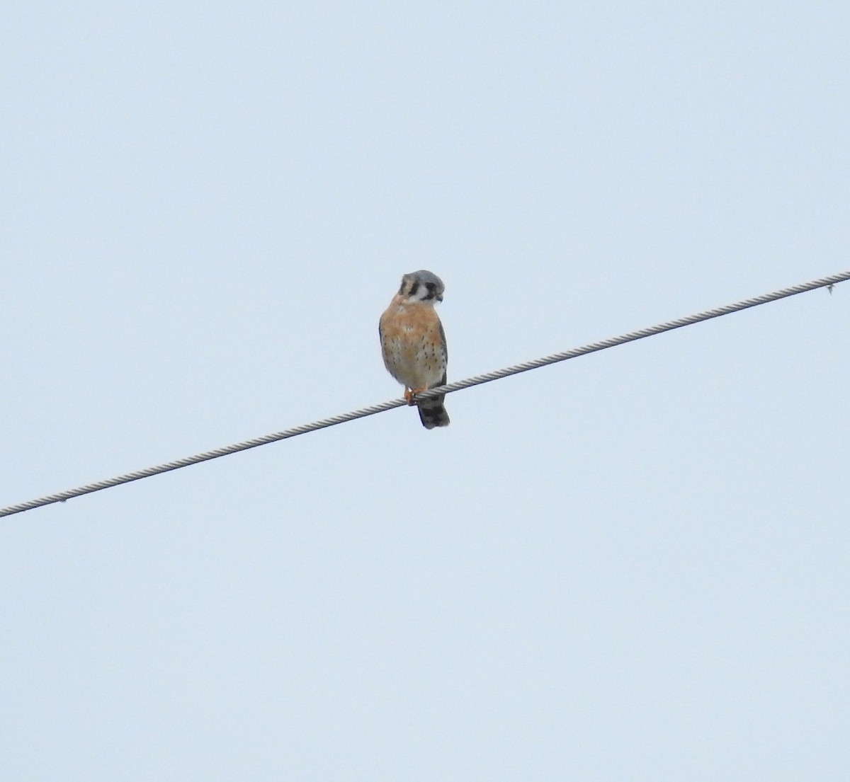 American Kestrel - ML301091761