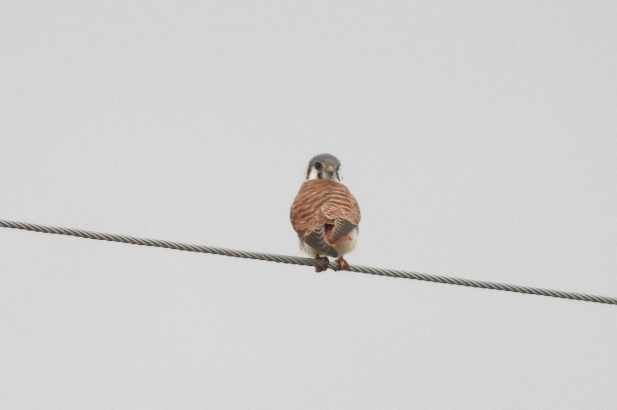 American Kestrel - ML301092631