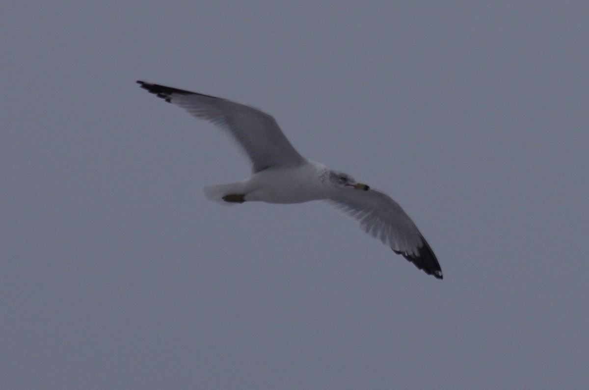 Herring Gull - ML301094121