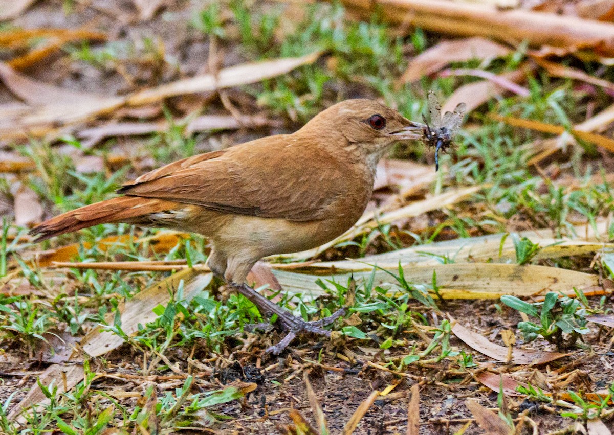 Rufous Hornero - Chuck Heikkinen