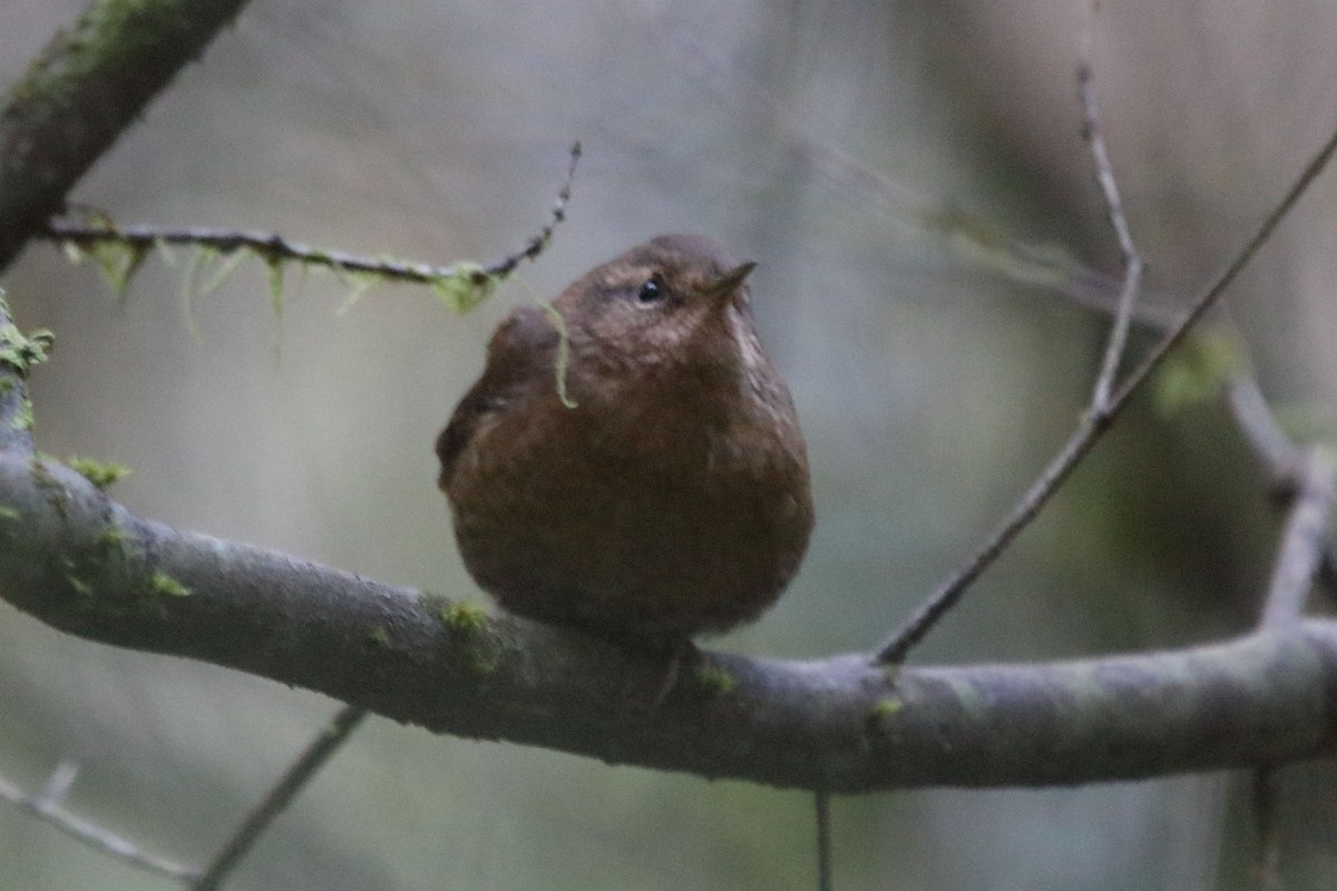Pacific Wren - ML301097391