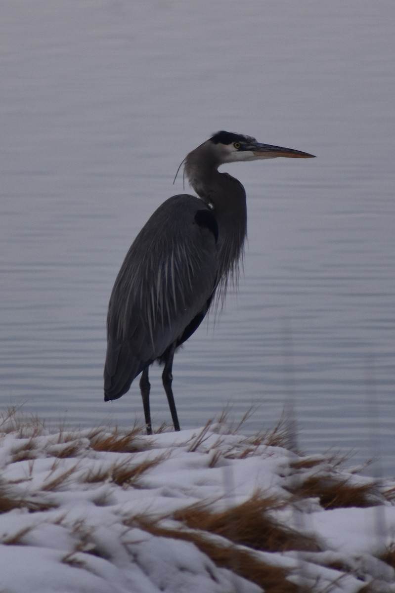 Great Blue Heron (Great Blue) - Darren Hall