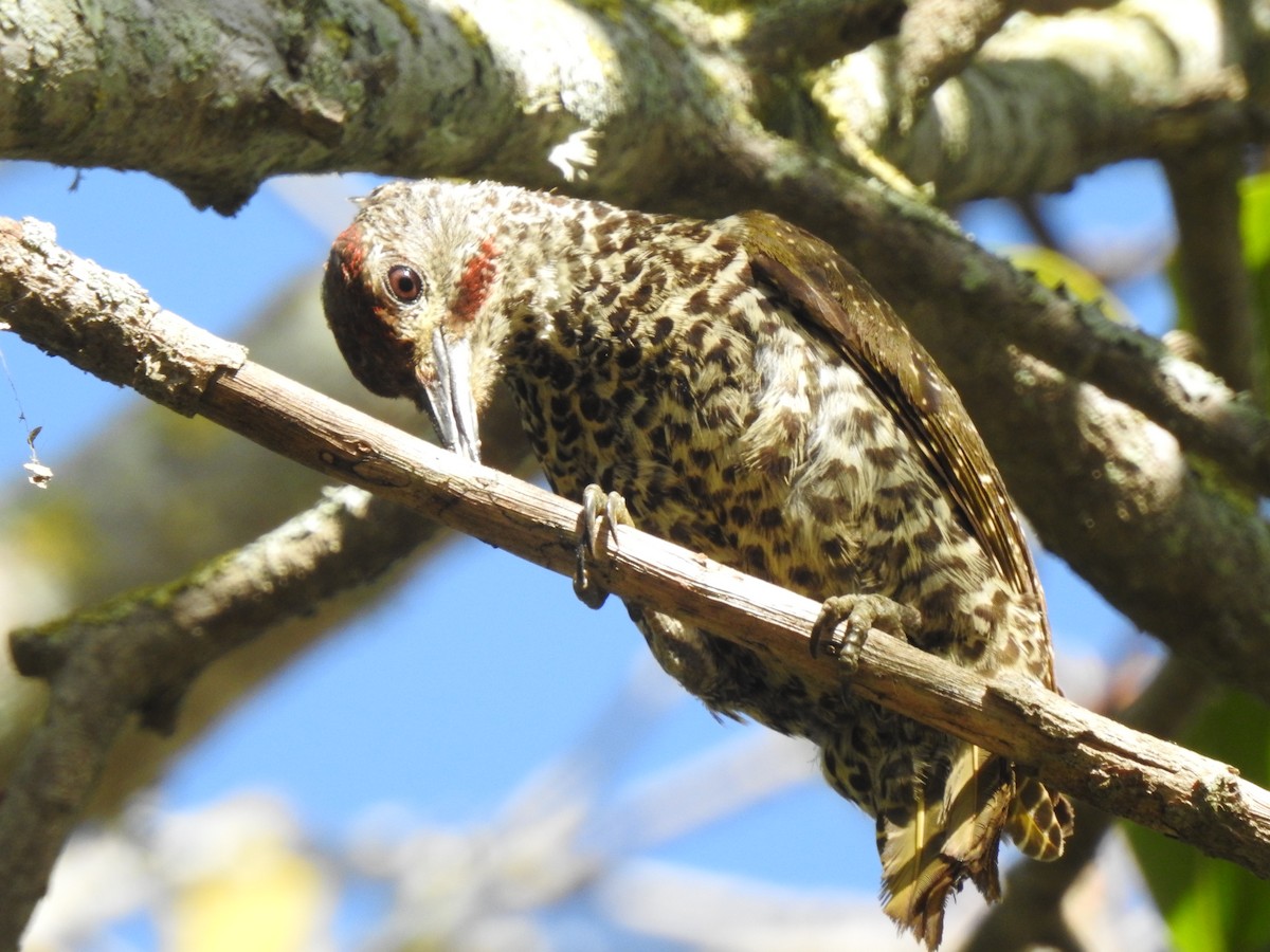 Knysna Woodpecker - ML301099621