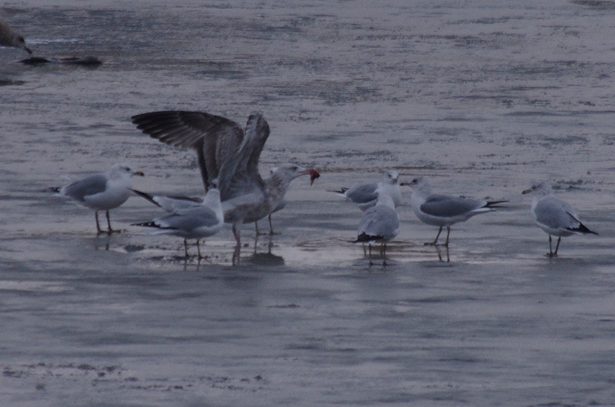 Herring Gull - robert beauchamp