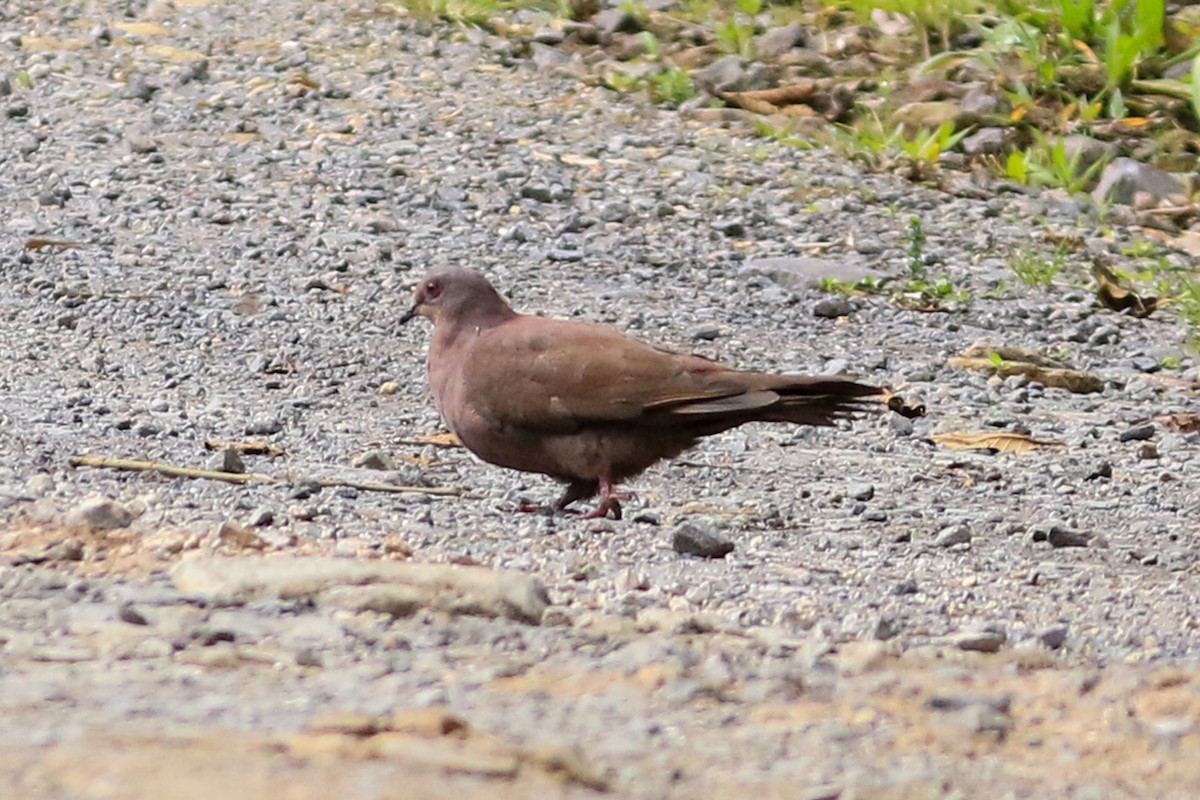 Ruddy Pigeon - David Garrigues