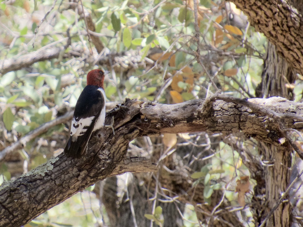 Red-headed Woodpecker - ML30110131