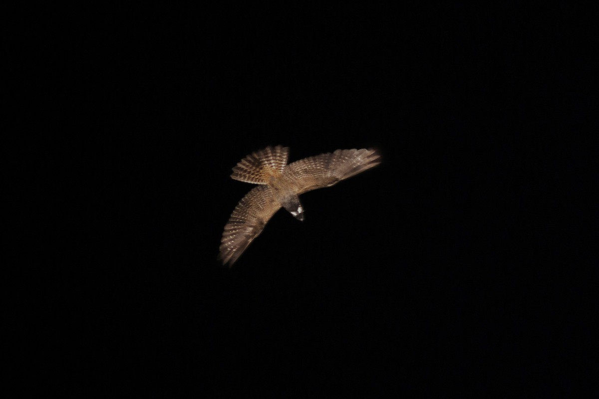 White-throated Nightjar - ML301101811