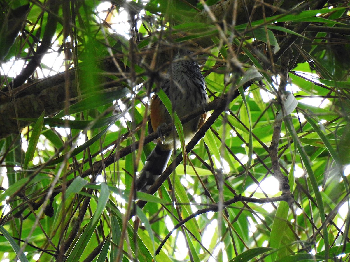 East Andean Antbird - ML301102491