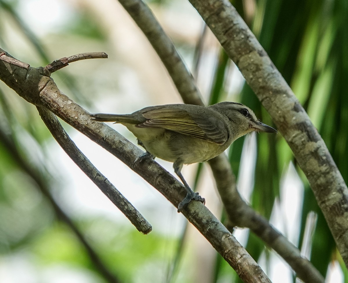Yucatan Vireo - ML301102941