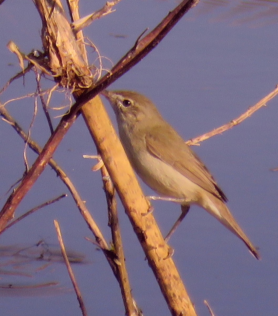Blyth's Reed Warbler - ML301103091