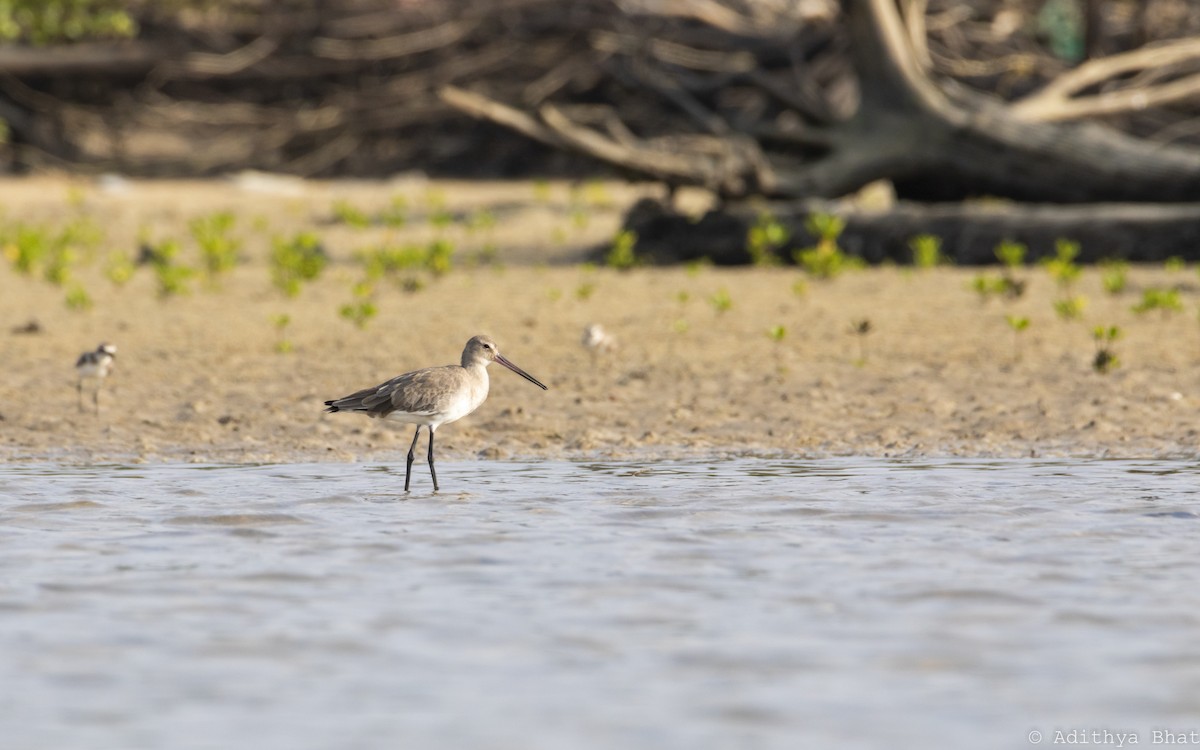 Black-tailed Godwit - ML301103681