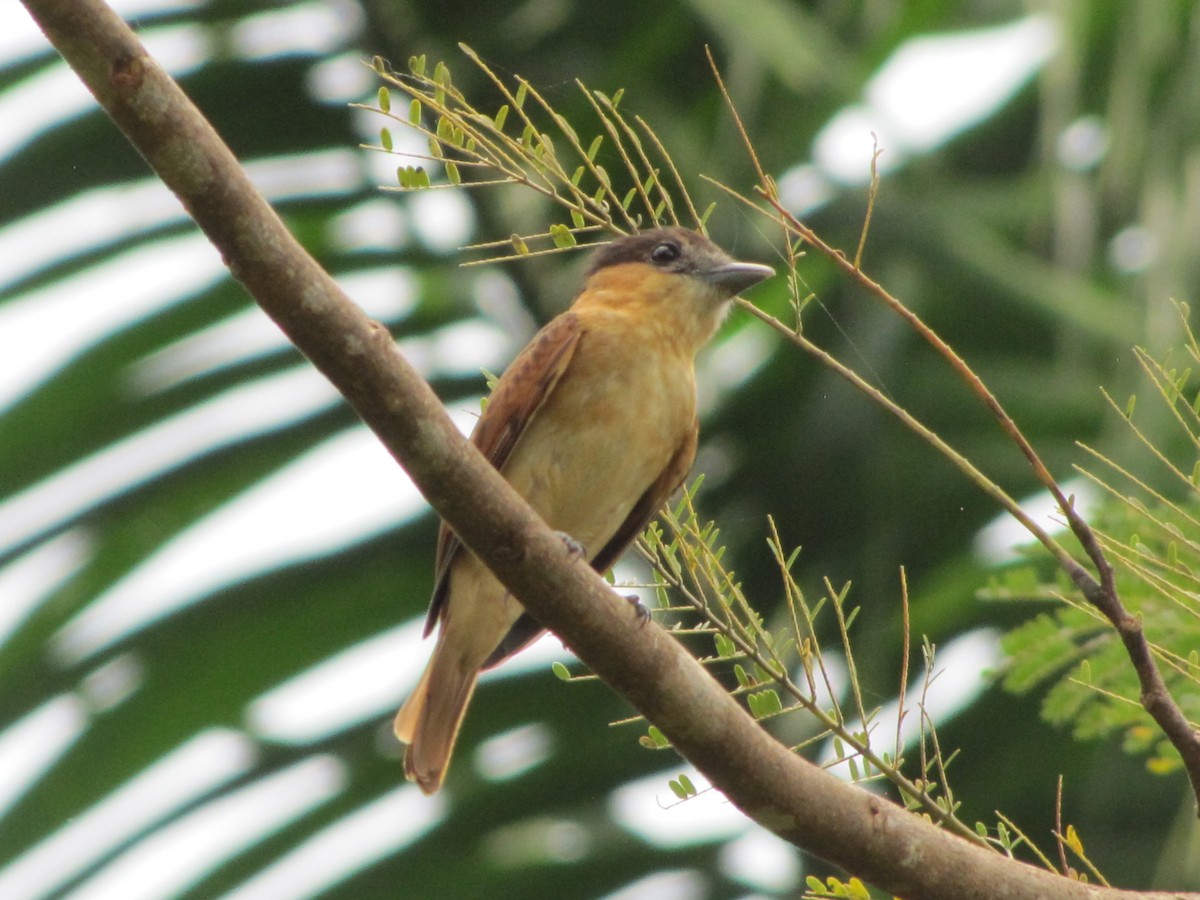 Rose-throated Becard - August Hazel