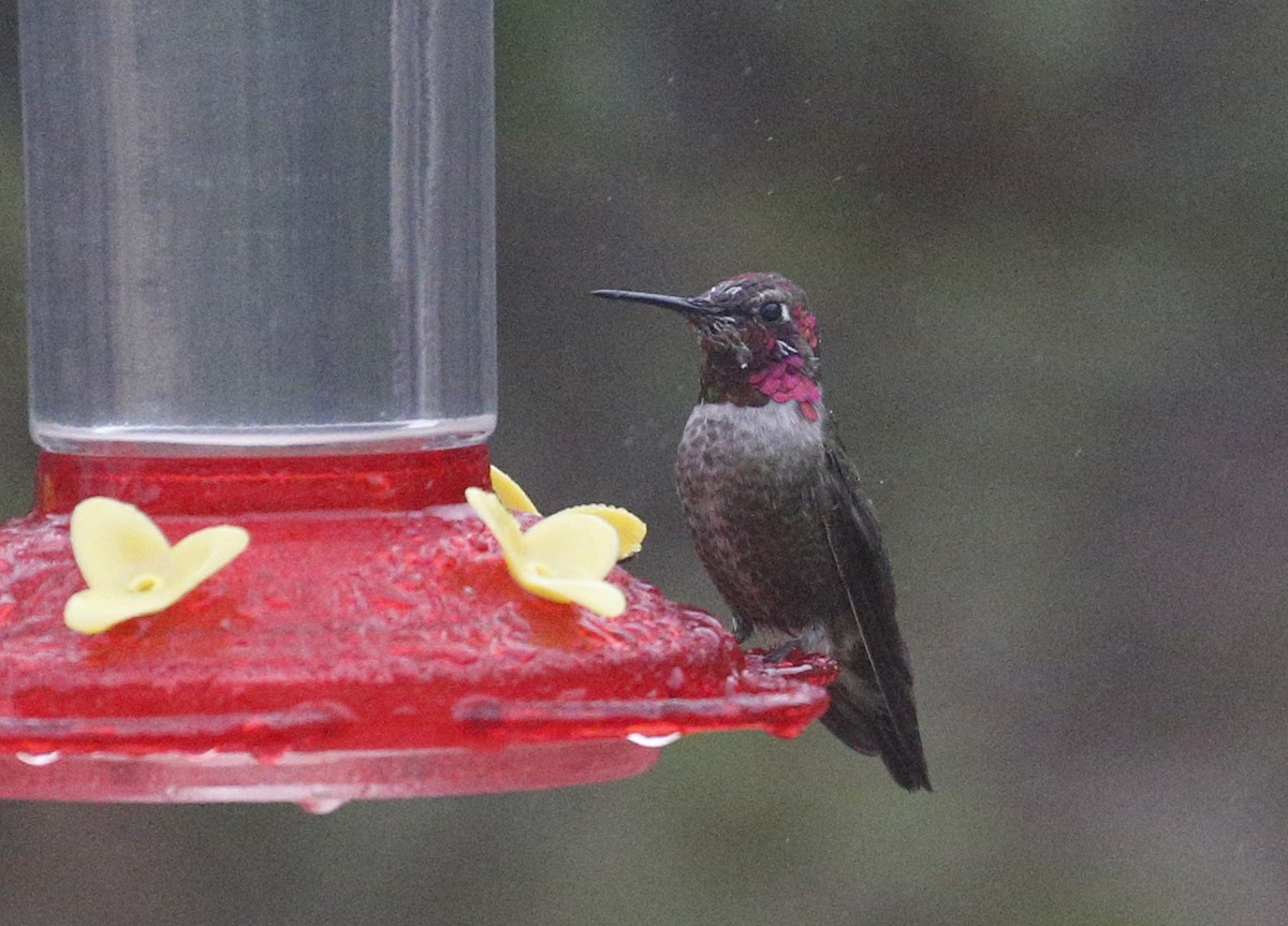 Anna's Hummingbird - ML301105371