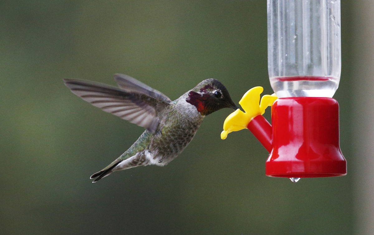 Anna's Hummingbird - ML301105701