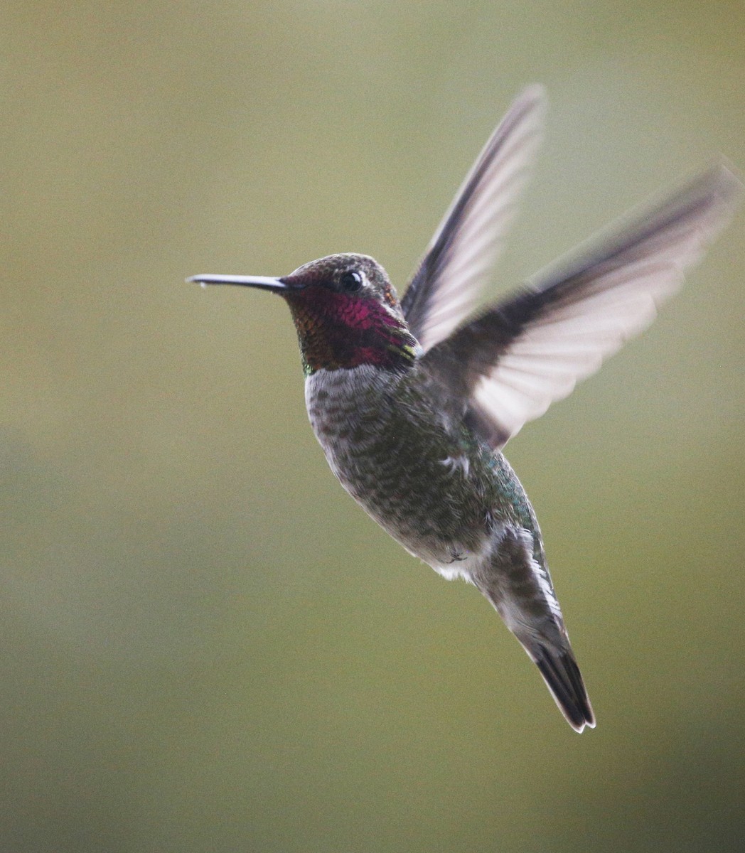 Anna's Hummingbird - ML301105991