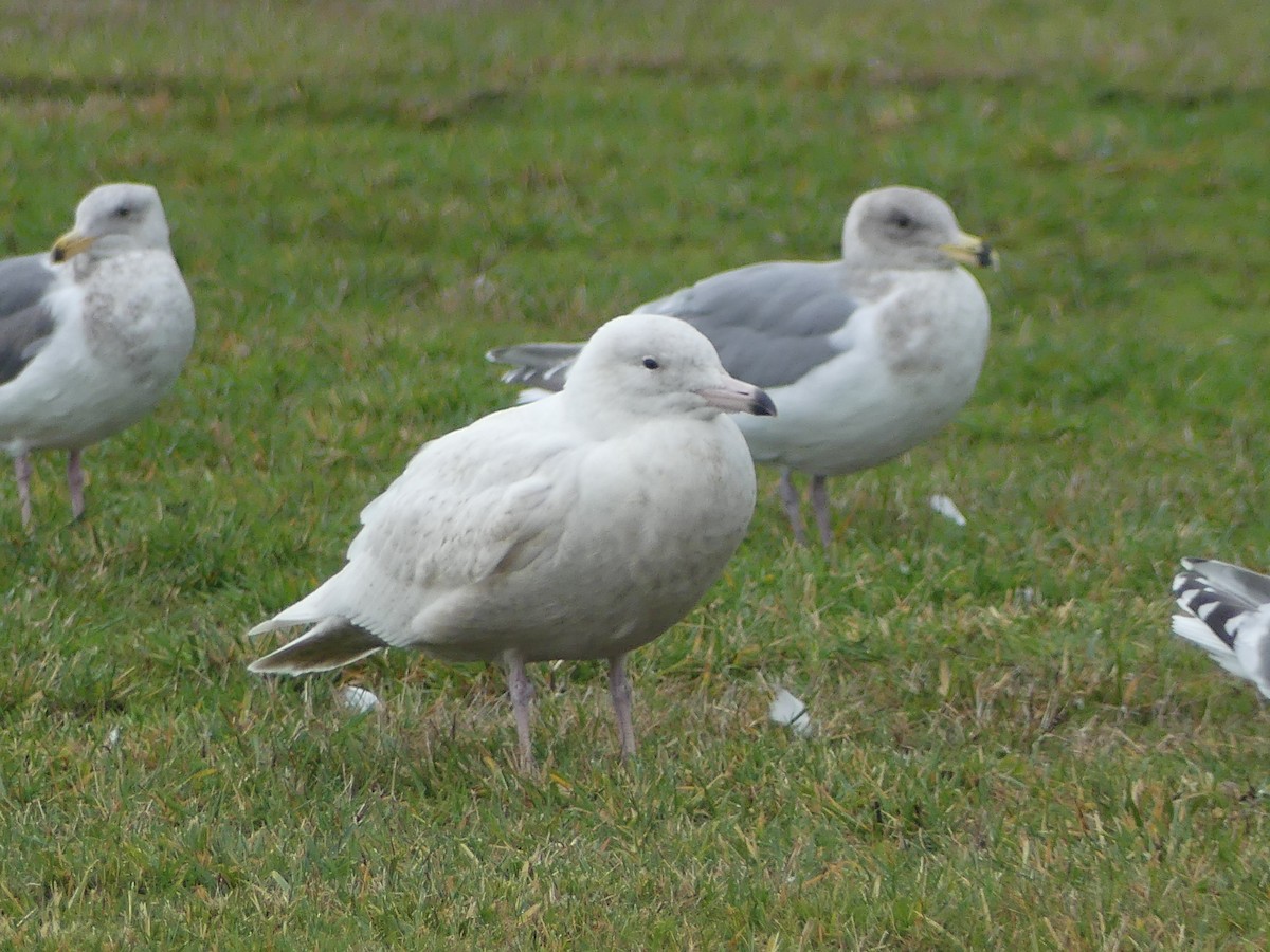 Glaucous Gull - ML301106111