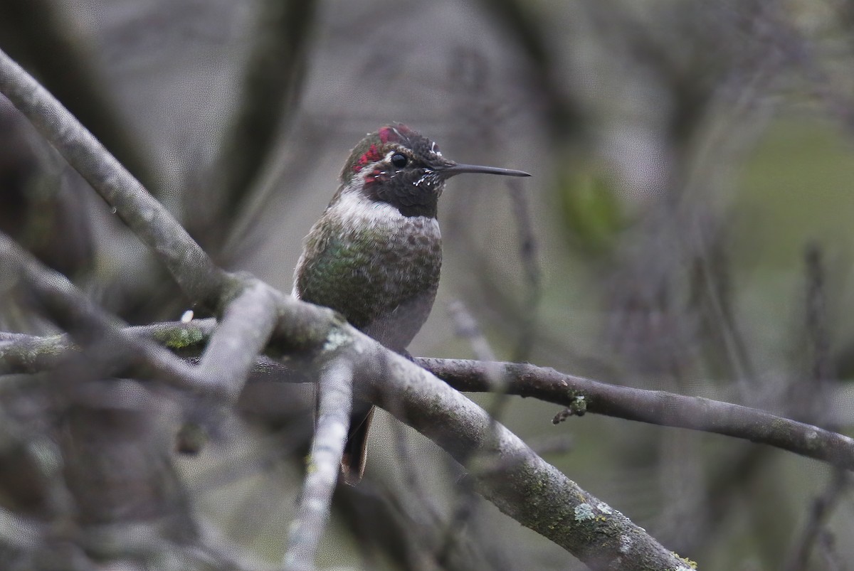 Anna's Hummingbird - ML301106301