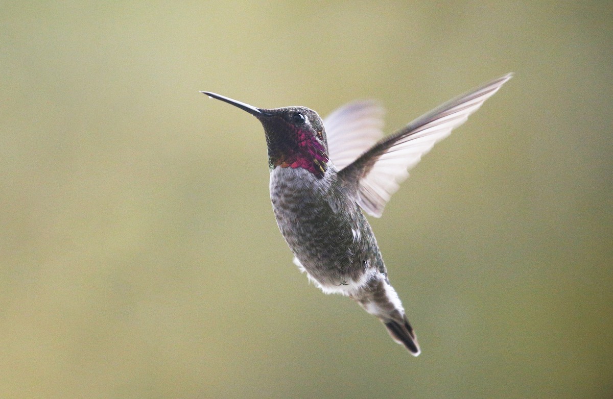 Anna's Hummingbird - ML301106321