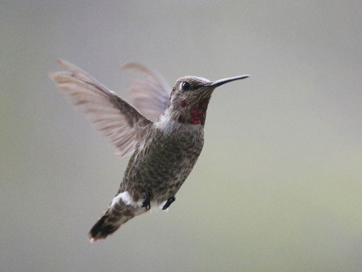 Anna's Hummingbird - ML301106331