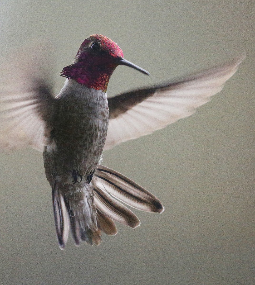 Anna's Hummingbird - ML301106401