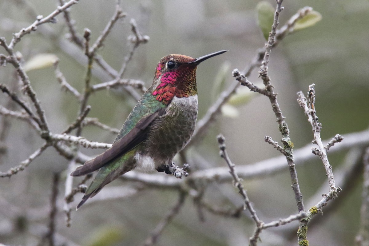 Anna's Hummingbird - ML301106431