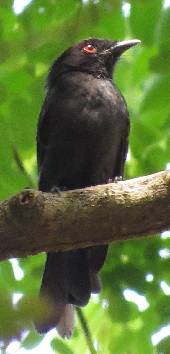 Sharpe's Drongo (Western) - ML301106551