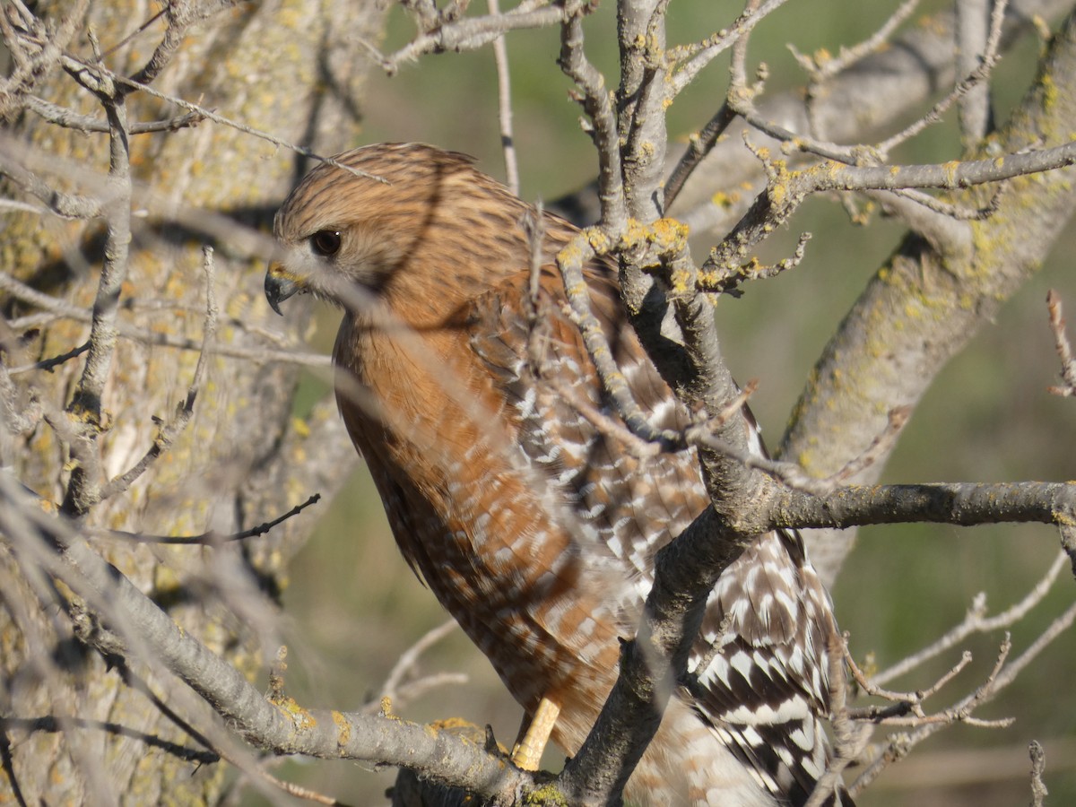 Red-shouldered Hawk - ML301106871