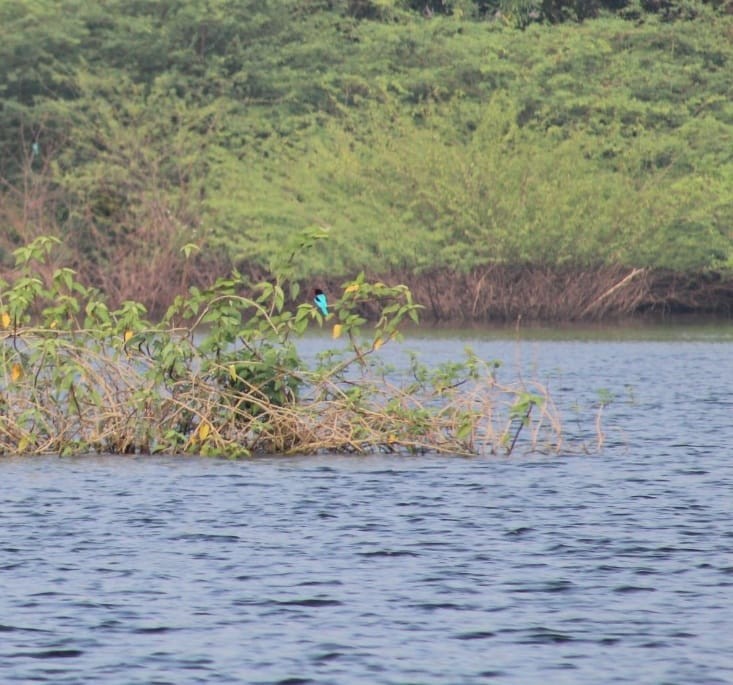 White-throated Kingfisher - ML301106971