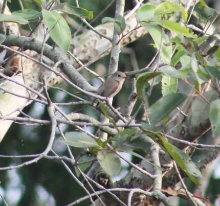 Asian Brown Flycatcher - ML301108021