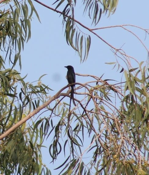 drongo kouřový - ML301108111