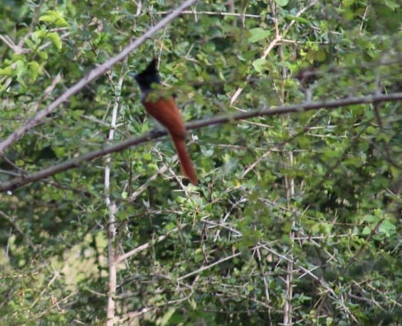 Indian Paradise-Flycatcher - Nandhitha  Kannan