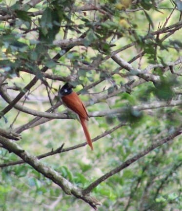 Indian Paradise-Flycatcher - ML301108201