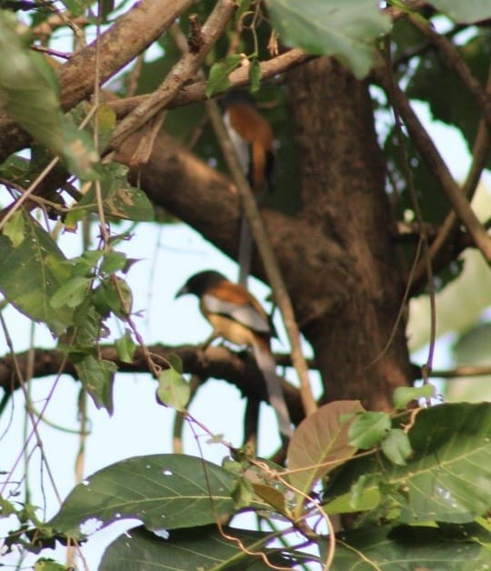 Rufous Treepie - ML301108261