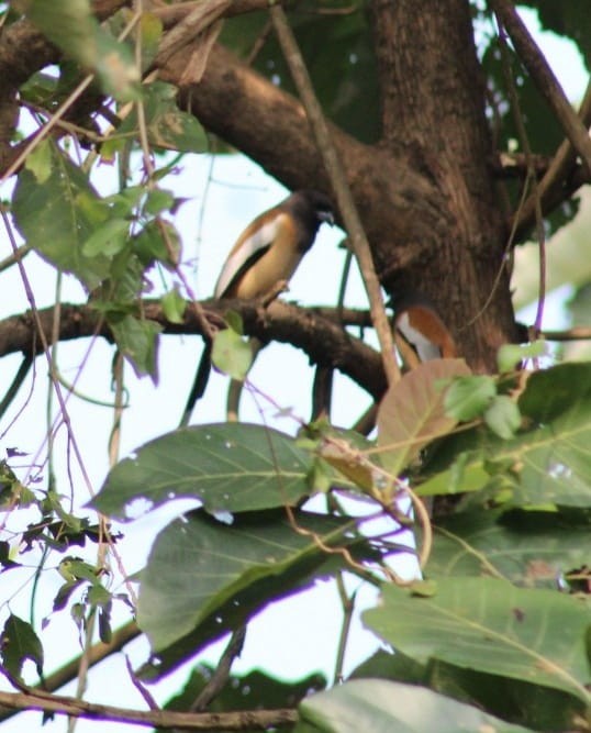 Rufous Treepie - ML301108271