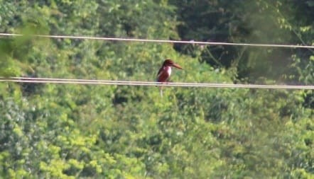 White-throated Kingfisher - ML301108361