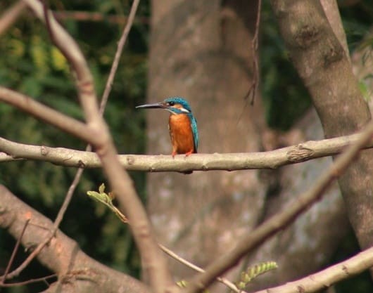 Common Kingfisher - ML301108631