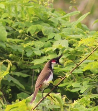 bulbul červenouchý - ML301108881